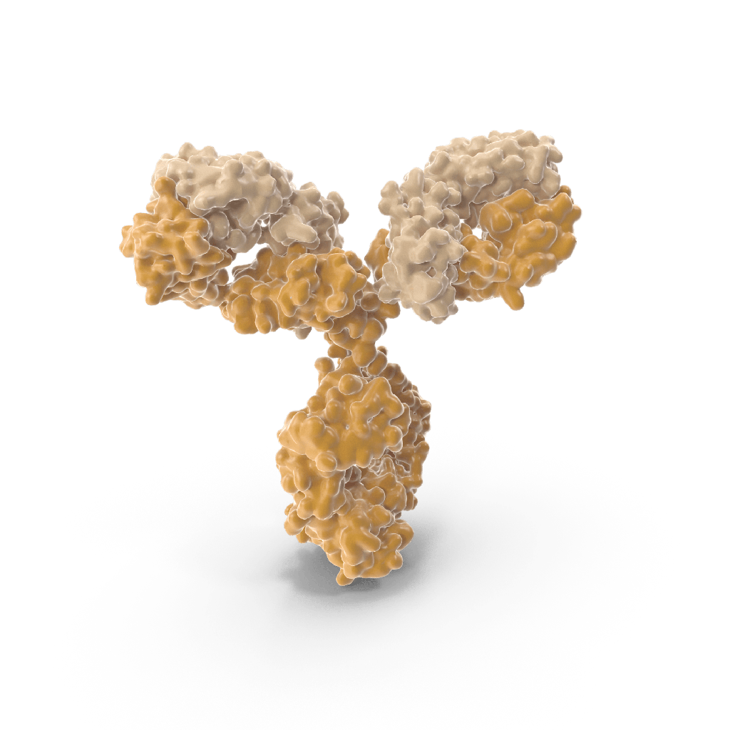Anti-Extensin Glycoprotein (monoclonal, clone JIM20)